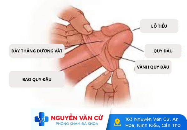 Dương Vật Nhạy Cảm Phải Làm Sao?