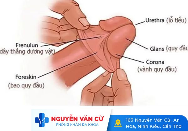 Đứt Dây Hãm Bao Quy Đầu Và Cách Điều Trị Hiệu Quả