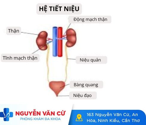 Tiểu nhiều ở nữ giới là dấu hiệu của bệnh gì?
